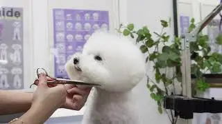 A walking Fluffy cloud / Bichon Frisé pet grooming 🐾