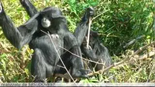 ZOOM BIOPARK- GLI OCCHI DEL GIBBONE SIAMANGO