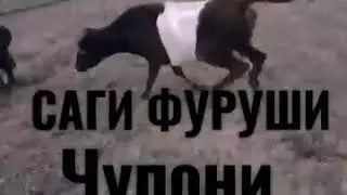 Саги чупони Фуруши