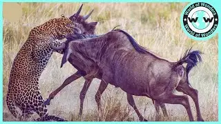 MERCILESS Injured Leopard Being Attacked | Animal Attack