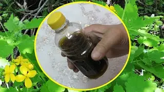 Celandine 🍀 and glycerin for skin diseases and flaking (Chelidonium).