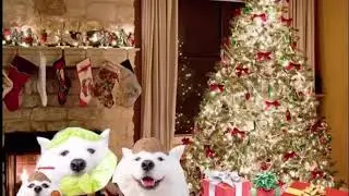 Coconut dog Christmas special