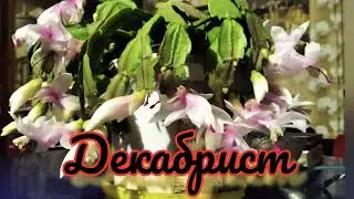 Цветок Декабрист. Суеверия и приметы.Интересные факты.