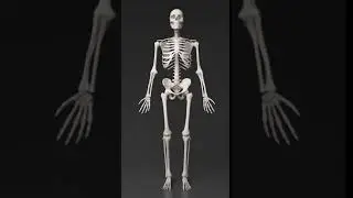 3D model human body