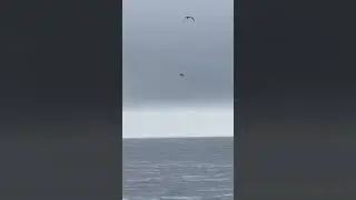 Marsouins à l’horizon