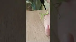 ,, Ты чё угрожаешь мне,морда бандитская!?"прикол