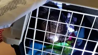 Герпес кошек. Эвтаназия бездомных животных.