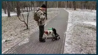 Русский охотничий спаниель Ка̀rеn & Vesta 