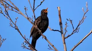 One Hour Relaxing Birdsong: Blackbird