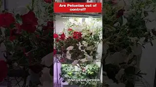 When Petunias goes out of control... 
