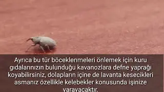 BUĞDAY BİTİ İLE EVDE NASIL MÜCADELE EDİLİR KISA BELGESEL   BEETLE PLANET