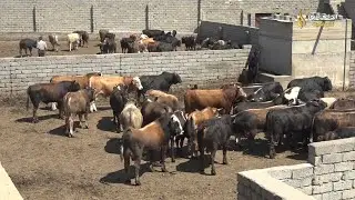 كوكجلي الاولى في تربية المواشي على مستوى نينوى و العراق