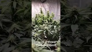 Day 25 of Flower #education #howto  #weed #marijuana #marshydro #ts1000 #gardening #flower #dank
