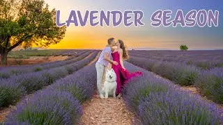 Visiting Provence during Lavender Season / Best of Provence in 1 Day