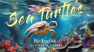 English Speaking Practice | Sea Turtles | BBC Learning English | Science and Nature ESL