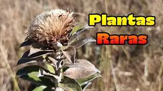 FLOR DO CERRADO AO VIVO
