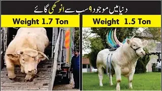 Unusual cows in the world | Unusual bulls cows | 9 most unusual cows in the world