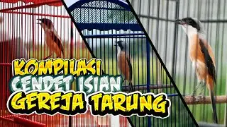 Suara Burung Cendet Isian Gereja Tarung Panjang Bagus Untuk Masteran Trotol Atau Bahan
