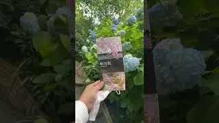 best spot viewing hydrangea (ajisaidera) in kamakura