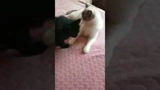 Нет хахалей #юмор #приколы #кошки