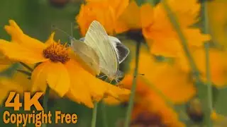 Butterfly Couple On A Yellow Flower | Copyright Free Stock Footage 1080p