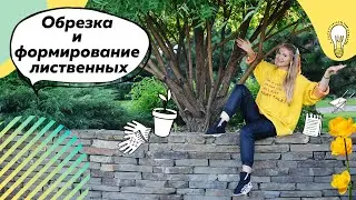 Pruning and shaping the crown of deciduous trees | Umbrella shape | Composition of deciduous trees