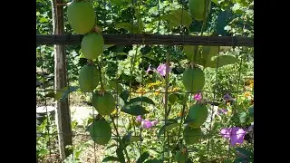 маракуя Северная виды на УРОЖАЙ. Super harvest passion fruit.
