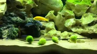 Malawi tank: eating Brussels Sprouts.