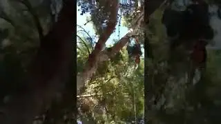 Poda en altura de pinus pinea