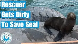 Rescuer Gets Dirty To Save Seal