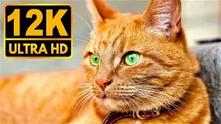 Darker Darks 12K HDR 60fps (Dolby Vision)