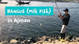 Fishing in Ajman: HOW TO CATCH BANGUS |Milk Fish|