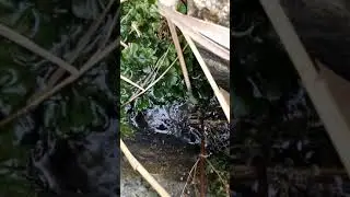 Днепр. Мой биотоп. 1-я. часть...🐠