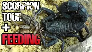 Scorpion Collection Tour + Feeding | Reptiliatus