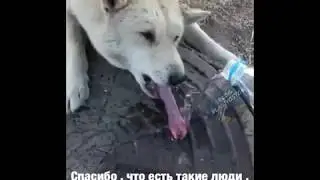 Примёрзла собака