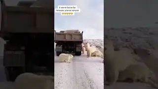 Встреча с белыми медведями 