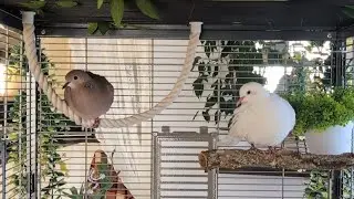 Maya + Julie: Two petdoves in a cozy aviary getting cozy ... (ringneck dove and hybrid dove)