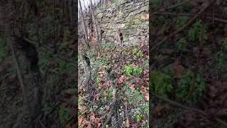 Виноградные поля в Европе