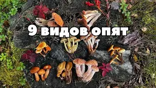 How to distinguish edible honey mushrooms from poisonous ones? 9 types in one frame!