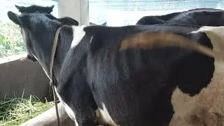 Pets & animal is live
