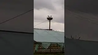 Аисты свили гнездо 