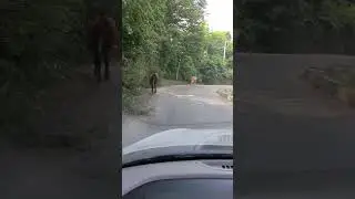 Сочи .коровы в горах