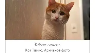 Проводница выбросила кота Твикса из поезда в мороз что будет дальше??