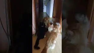 Мейн-куны играют 🥰#домашниеживотные #мейнкун#котята#котятамейнкун #mainecoon #котики #kitten