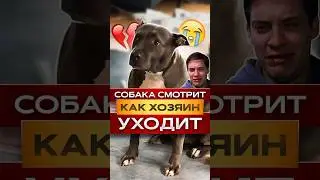 🥺Собака Смотрит как Парень Уходит