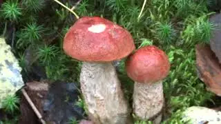 Много грибов/Где растут грибы