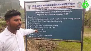 सारे पेड़ पौधे फल फूल की ब्रायटी ! केंद्रीय उपोष्ण बागवानी संस्थान 🌳🌴