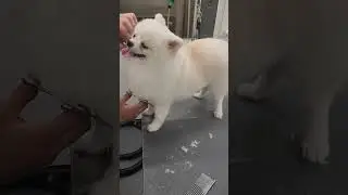 cute pomeranian #19 @pomeranian #pomeranian