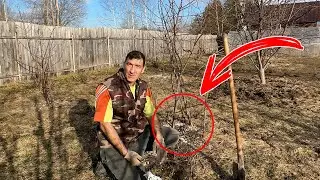 Сейчас покажу, что надо делать Весной в саду, чтобы Яблони и Груши дали Сочные, Вкусные и Крупные пл