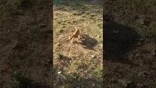 Котенок поймал мышь и играет с ней 